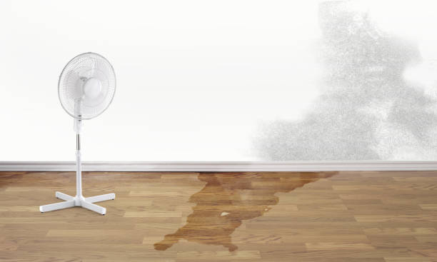 Best Basement water damage restoration  in Dundas, MN